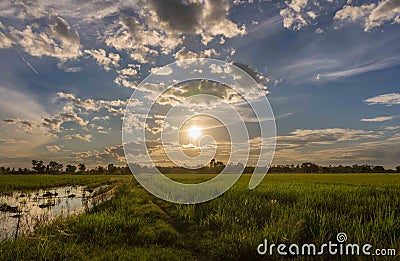 Landscape sunset on rice field with beautiful blue sky and clouds reflection in water Stock Photo