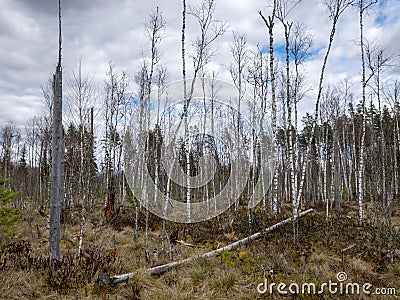 Landscape with a swampy lake shore, a lot of rotten and old trees, deformed swamp birches, dry grass and reeds, cloudy day Stock Photo