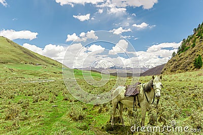 Landscape by tagong grassland with horse in Sichuan Stock Photo