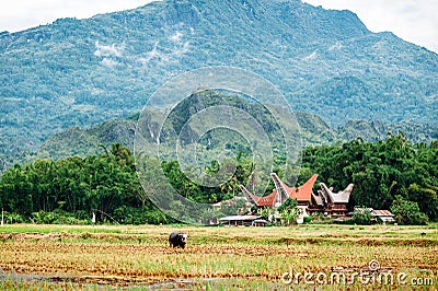 Landscape of Tana Toraja. Rice field with buffalo, traditional torajan buildings, tongkonans. Rantepao, Sulawesi, Indonesia Stock Photo