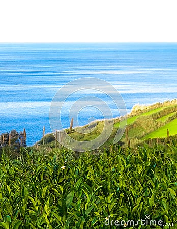 Landscape of tea plantation in Porto Formoso Stock Photo