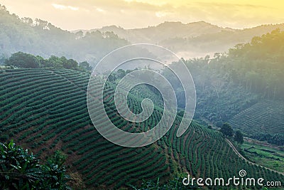 Landscape of tea terraced fields in the morning mist Stock Photo