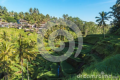 Tegallalang Rice Terraces of Bali, Indonesia Stock Photo