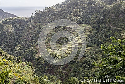 Terraced fields on green slope near Faial, Madeira Stock Photo