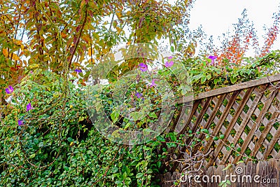 Landscape of tiny flowers on a fence Stock Photo