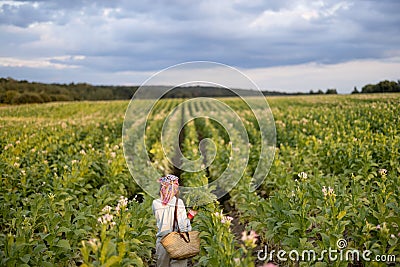 Woman gathers tobacco leaves on plantation Stock Photo