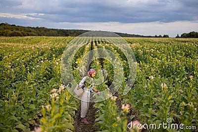 Woman gathers tobacco leaves on plantation Stock Photo