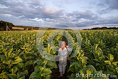 Woman gathers tobacco leaves on plantation Stock Photo