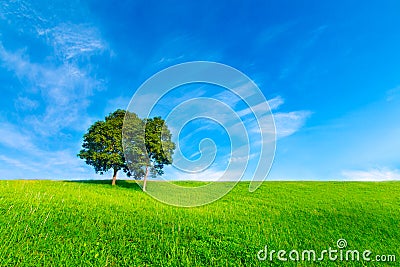 Landscape tree in clear green and blue nature Stock Photo