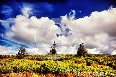 Landscape tree and field under blue sky Stock Photo