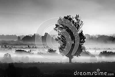 Landscape with tree in the mist in the area of Koroneia lake Stock Photo