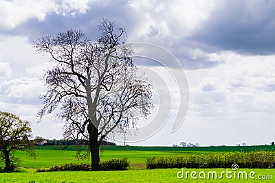 Landscape - tree silhouette in rural Yorkshire against a dramatic cloudy sky background Stock Photo