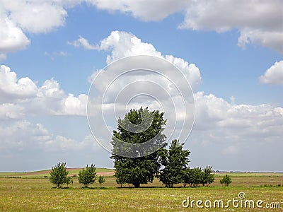 Landscape with trees Stock Photo