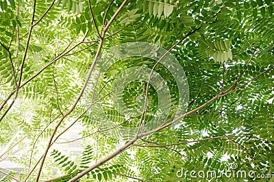 Landscape with trees with green leaves in clear daytime Stock Photo