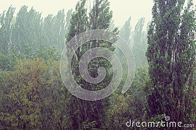Landscape with trees in heavy summer rainstorm Stock Photo