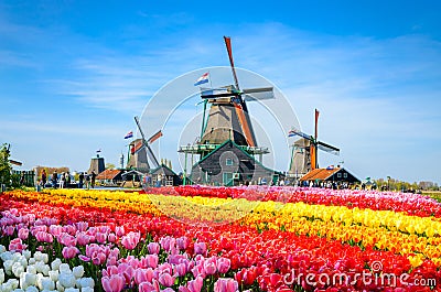 Landscape with tulips in Zaanse Schans, Netherlands, Europe Editorial Stock Photo