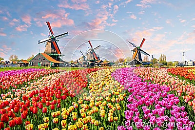 Landscape with tulips in Zaanse Schans, Netherlands, Europe Stock Photo