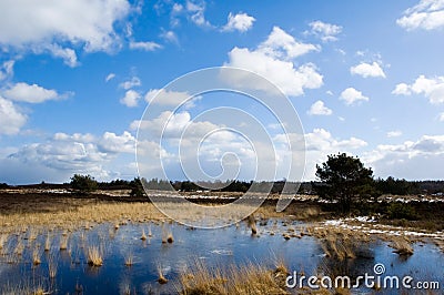 Landscape on the veluwe Stock Photo