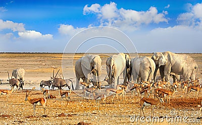 Landscape of a vibrant waterhole in Etosha Stock Photo