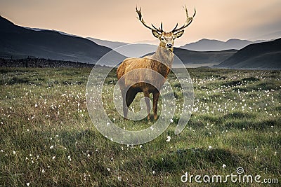 Landscape view along countryside fields towards misty Snowdonia Stock Photo