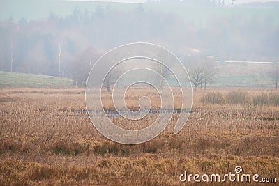 Landscape view of autumn swamps or mystical marshland with mist or fog in the morning drying due to climate change and Stock Photo