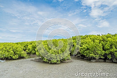 Landscape view of ebb tide time of Mangrove forest and blue sky, Nature outdoor Stock Photo