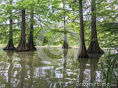 Swamp trees standing in water Stock Photo