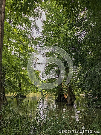 Swamp trees standing in water Stock Photo