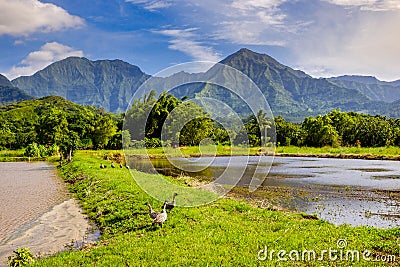 Landscape view of Hanalai valley with wild geese Nene, Kauai Stock Photo