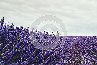 Landscape view of Hitchin lavender field and visitors Editorial Stock Photo