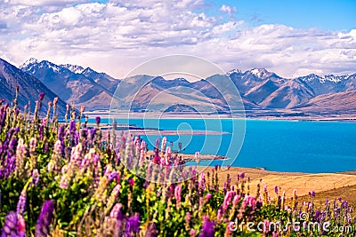 Landscape view of Lake Tekapo, flowers and mountains, New Zealand Stock Photo