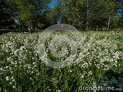 Landscape view of a meadow full of colony of white flowers - Northern bedstraw Galium boreale in summer in sunlight Stock Photo