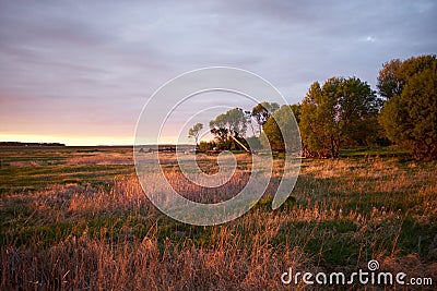 Landscape view of meadow in homestead near trees Stock Photo