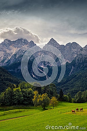 Landscape view of mountain peaks, autumn foliage, meadow and cows, Triglav NP, Slovenia Stock Photo