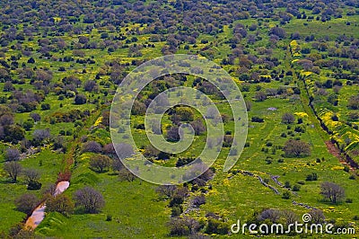 Landscape view of oak trees at spring in the Golan Heights Israel Stock Photo