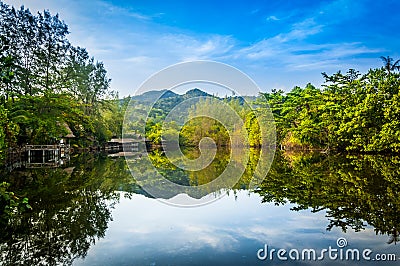 Landscape view of reflection forest Stock Photo