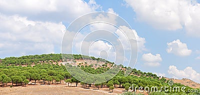 Small evergreen trees on slope of the hill with blue cloudy sky on the background in Turkey Stock Photo