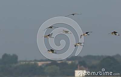 A landscape view of a small flock of beautiful Curlew Numenius arquata flying in the blue sky. Stock Photo