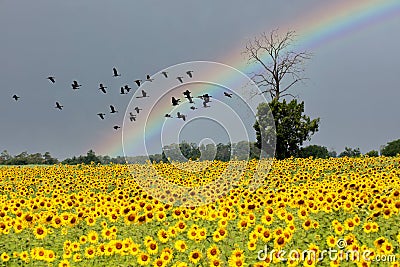 Landscape of view Sunflower field in thailand Stock Photo