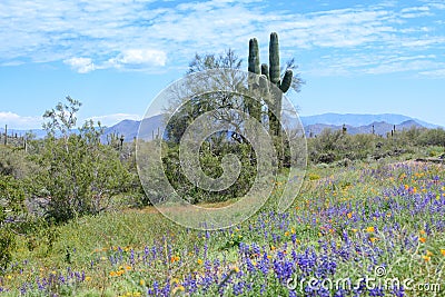 Landscape view of a super bloom in the desert Stock Photo