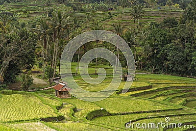 Landscape view of terraced rice field Stock Photo