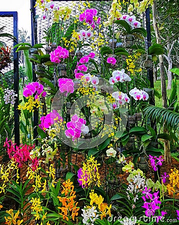 Landscape view various kind of beautiful orchids at botanical garden Stock Photo