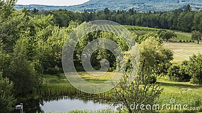 Landscape view of a Vineyard in Lincolnville Maine Stock Photo