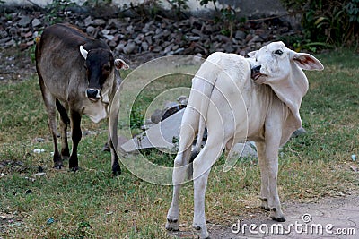 Young calf stand in ground - Image Stock Photo