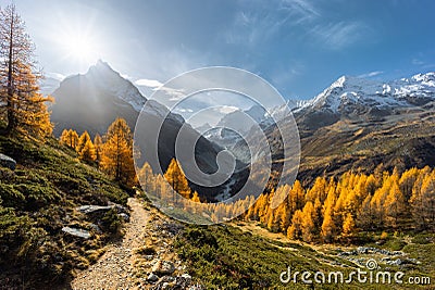 Landscape view on the Zinal valley with a sunburst illuminating the golden larch trees Stock Photo