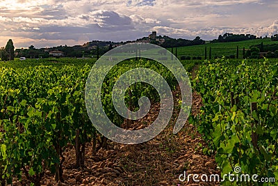 Landscape and village of chateauneuf de pape , with vineyards and countryside ,provence ,vaucluse france Stock Photo