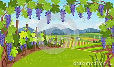Landscape with of vineyard. Background village with fields of greenhouses and grapes in the foreground. landscape with hills, Stock Photo
