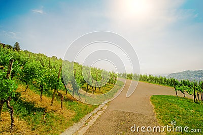 Landscape of vineyard on hill with crossroad in center and grape bushes on both side in sunny day Stock Photo