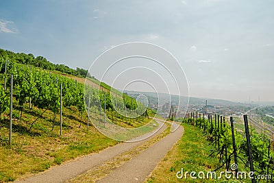 Landscape of vineyard on hill with crossroad in center, town in valley and grape bushes on both side in sunny day Stock Photo