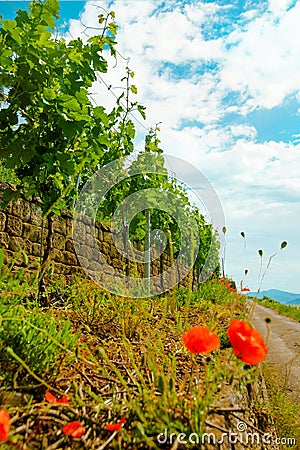 Landscape of vineyard on hill and road beside. Grape bushes with poppy on stone fence in sunny day Stock Photo
